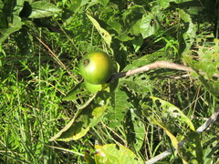 Tocoyena formosa