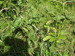 Tocoyena formosa