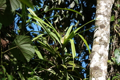 Freycinetia