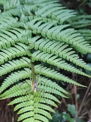 Phaneroptera nigroantennata