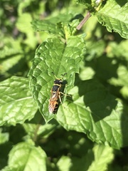 Philanthus ventilabris