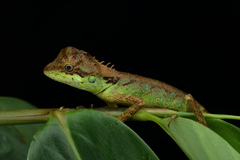 Monilesaurus ellioti