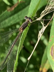 Lestes rectangularis