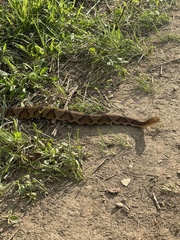 Agkistrodon contortrix