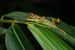 Monilesaurus ellioti