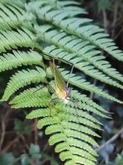 Phaneroptera nigroantennata