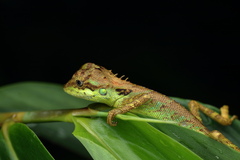 Monilesaurus ellioti