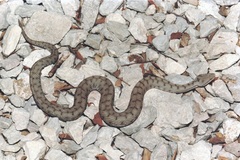 Vipera aspis aspis