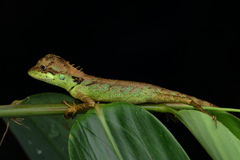 Monilesaurus ellioti