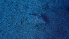 Muricidae