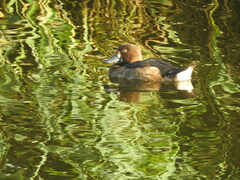 Aythya nyroca