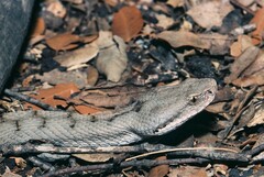 Vipera aspis aspis
