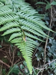 Phaneroptera nigroantennata