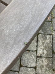 Heteroptera