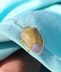 Piezodorus lituratus