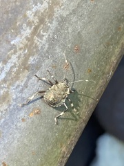 Halyomorpha halys