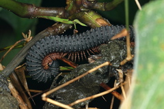 Eucentrobolus tamulus