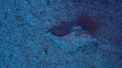 Muricidae