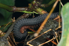 Eucentrobolus tamulus