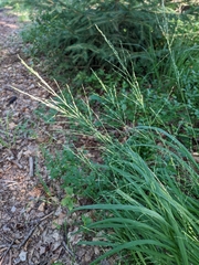 Poaceae