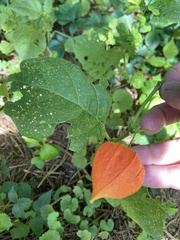 Alkekengi officinarum