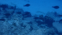 Chromis chromis