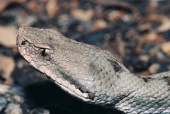 Vipera aspis aspis