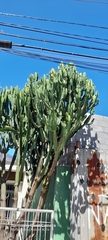Euphorbia candelabrum