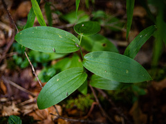 Streptopus lanceolatus