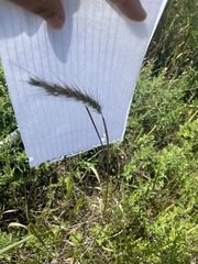 Elymus canadensis