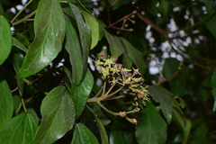 Hedera sinensis