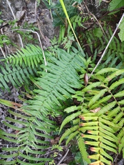 Pteris vittata