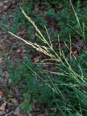 Poaceae