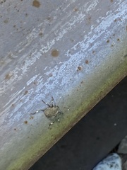Halyomorpha halys