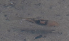 Striuntius lateristriga