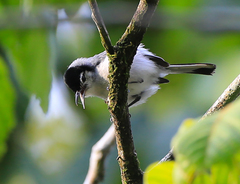 Polioptila bilineata