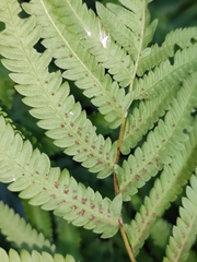 Christella acuminata