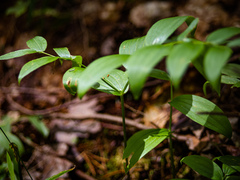 Streptopus lanceolatus