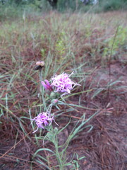 Liatris cymosa