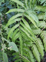 Christella acuminata