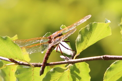 Aeshna grandis