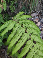 Woodwardia unigemmata