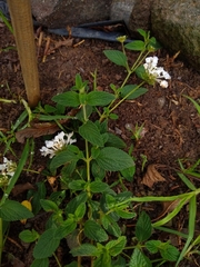 Lantana velutina