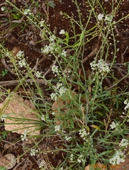 Lobularia maritima