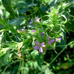 Epilobium densiflorum