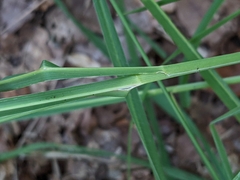 Poaceae