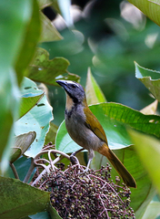 Saltator maximus