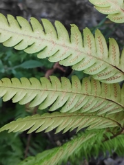 Woodwardia unigemmata