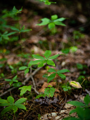 Medeola virginiana