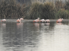 Phoenicopterus chilensis